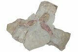 Multiple Soft-Bodied Fossil Aglaspids (Tremaglaspis) - Morocco #114805-2